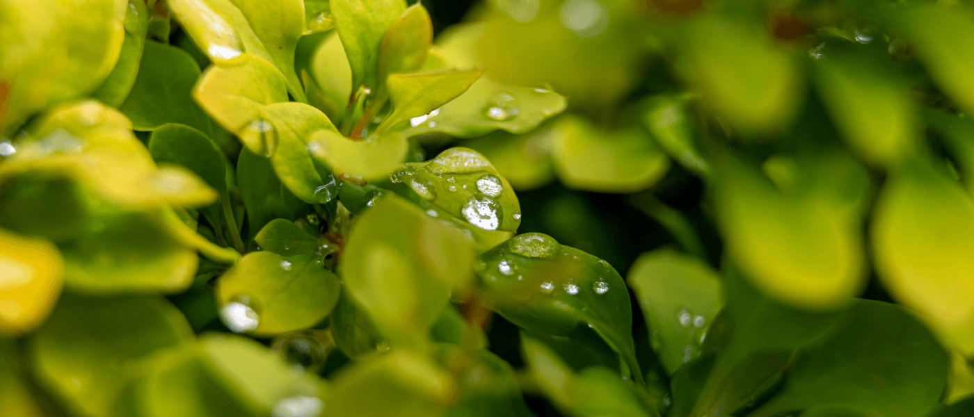How to Get Peptides Naturally